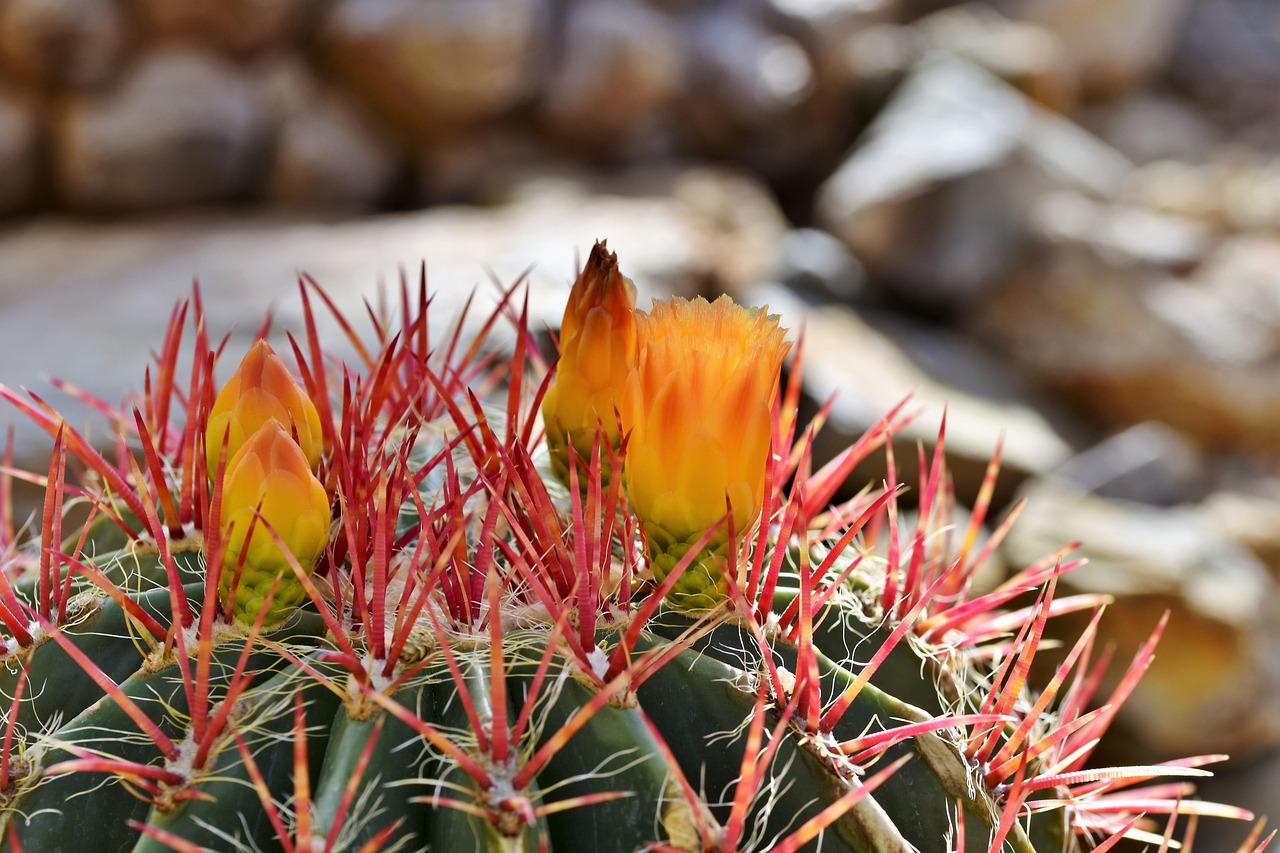 Cactus Flower Blossom Free Photo On Pixabay Pixabay Cactus 4427129 1280