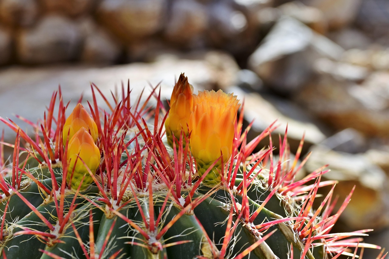 Tipos de cactus sin espinas