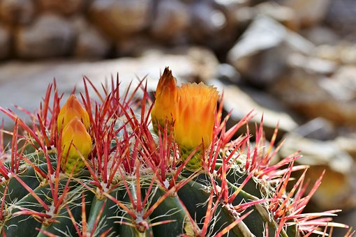 500以上の無料砂漠の植物 カクタス画像