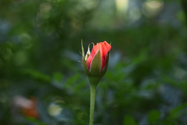 Rosa, Vermelho, Flor, Rosas, Rose