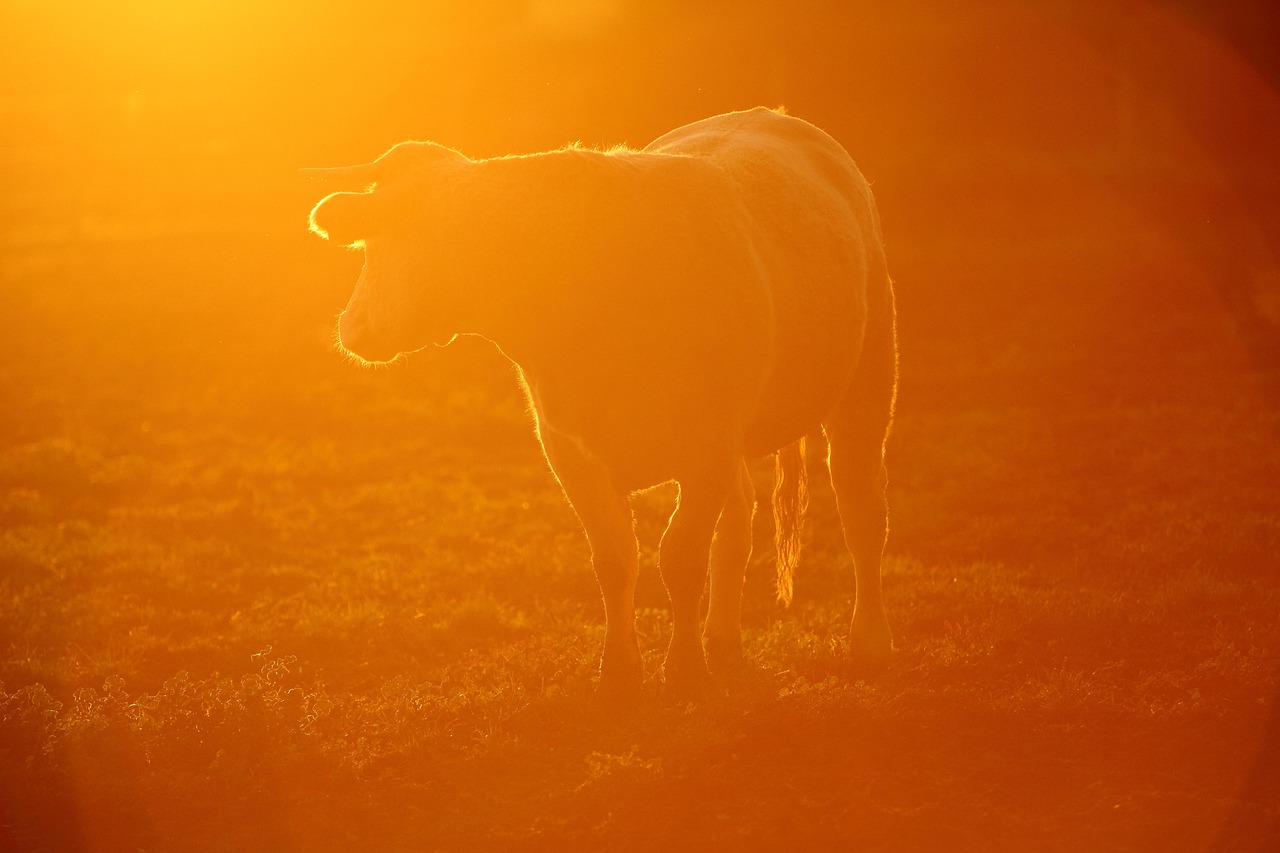Cow - free online jigsaw puzzle photo