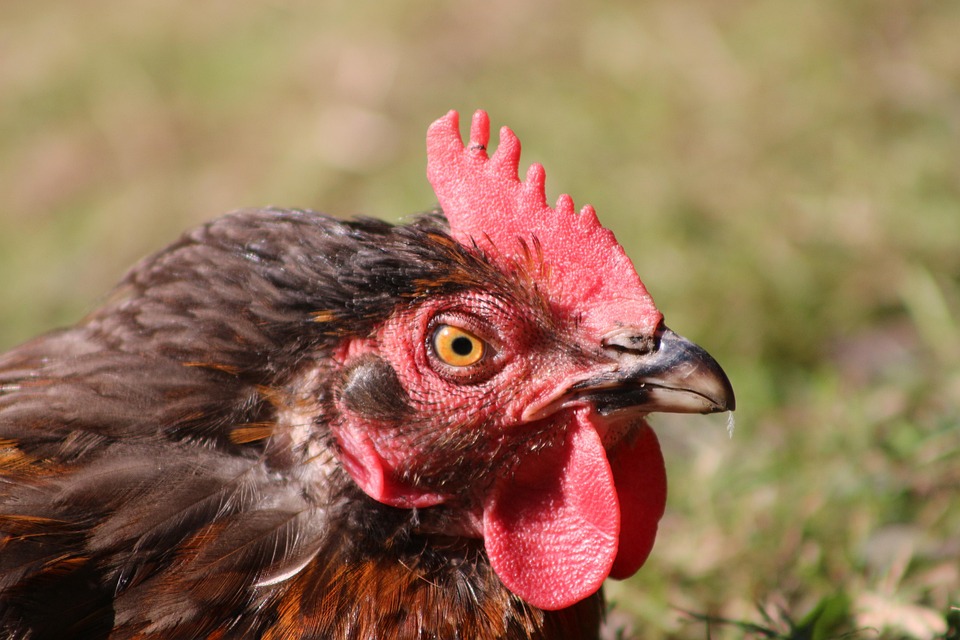 Ayam Betina Unggas Foto Gratis Di Pixabay