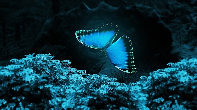 Free butterfly fantasy fairy illustration