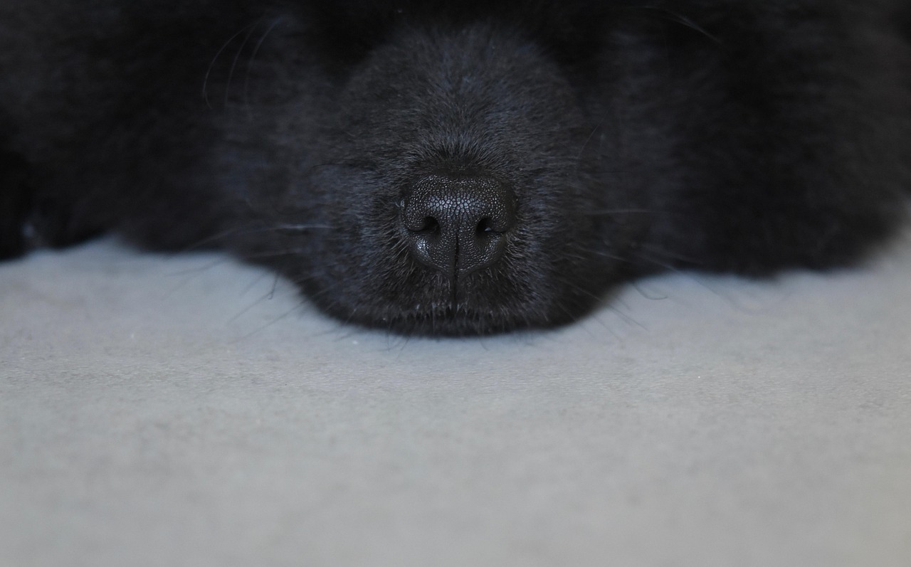狗鼻子，黑色的 狗Eurasier 狗鼻孔 Pixabay上的免费照片 Pixabay