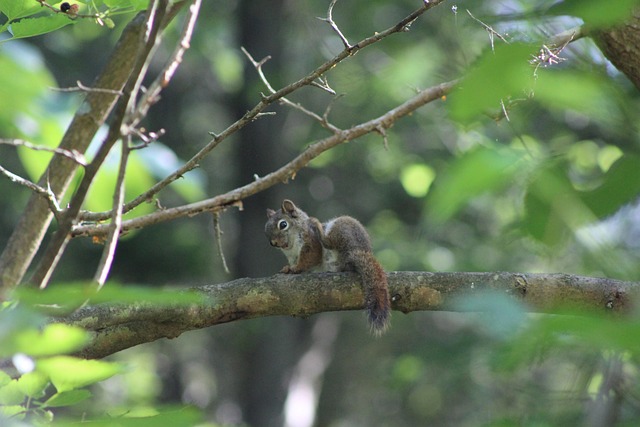 Free Squirrel Nature photo and picture