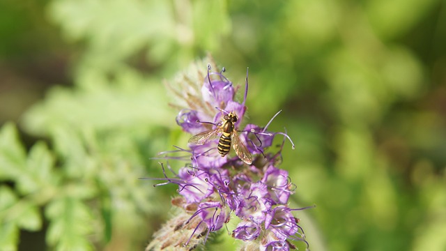 Hveps, Mimicry, Efterligning, Flyve Fejl