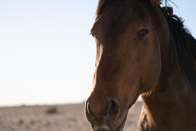 Free Horse Head photo and picture