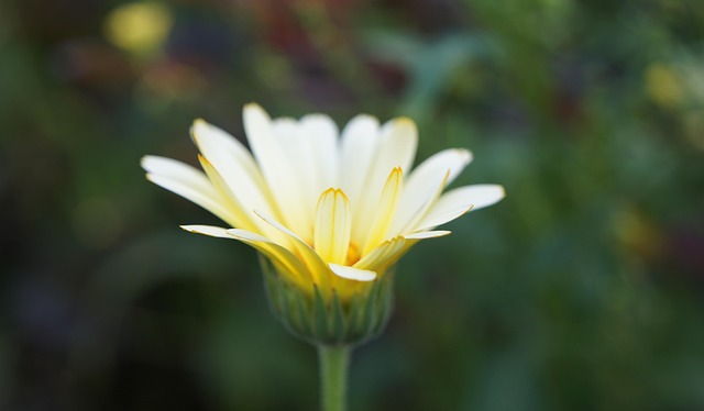 Kamille, Vildblomster, Blomst