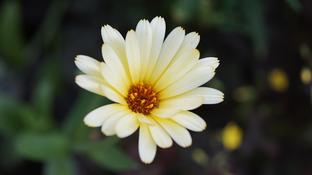 Kamille, Vildblomster, Blomst Baggrund