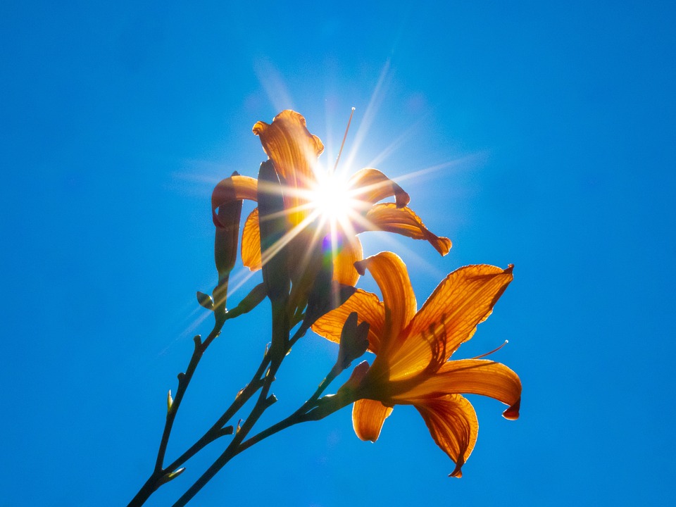 Tiger Lily Flower Flora Free photo on Pixabay Pixabay