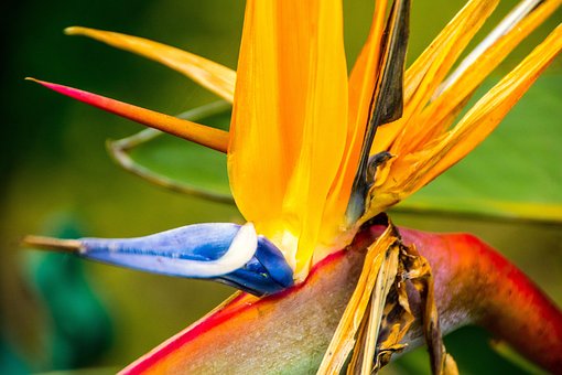 Free Flower Strelitzia photo and picture