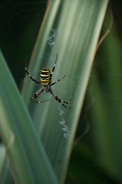 Araña Avispa, Araña Tigre, Zebraspinne