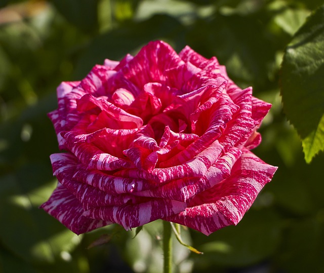 Free Rose Green photo and picture