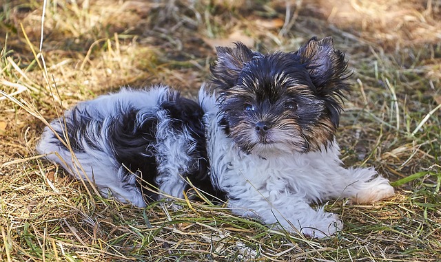 Free Dog Nice photo and picture