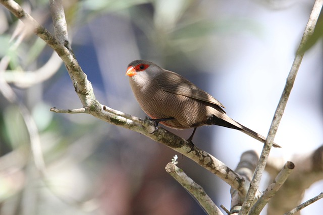 Free Waxbill Bird photo and picture