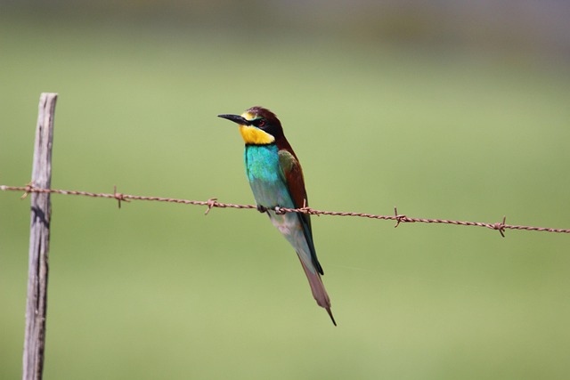 Free European Bee-Eater Bee-Eater photo and picture