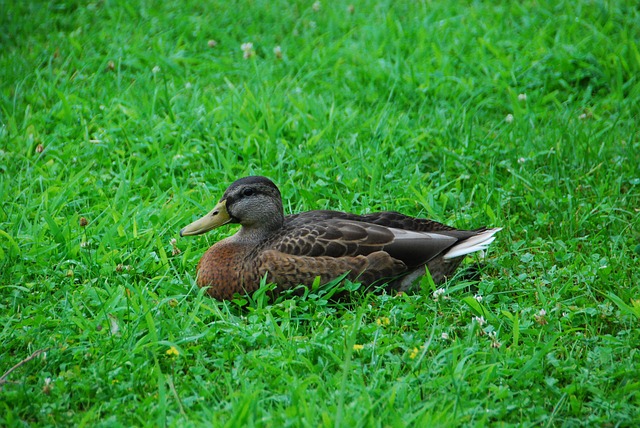 Free Duck Animal photo and picture