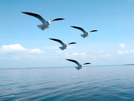 Vögel, Meer, Sonne, Blauer Himmel, Abend