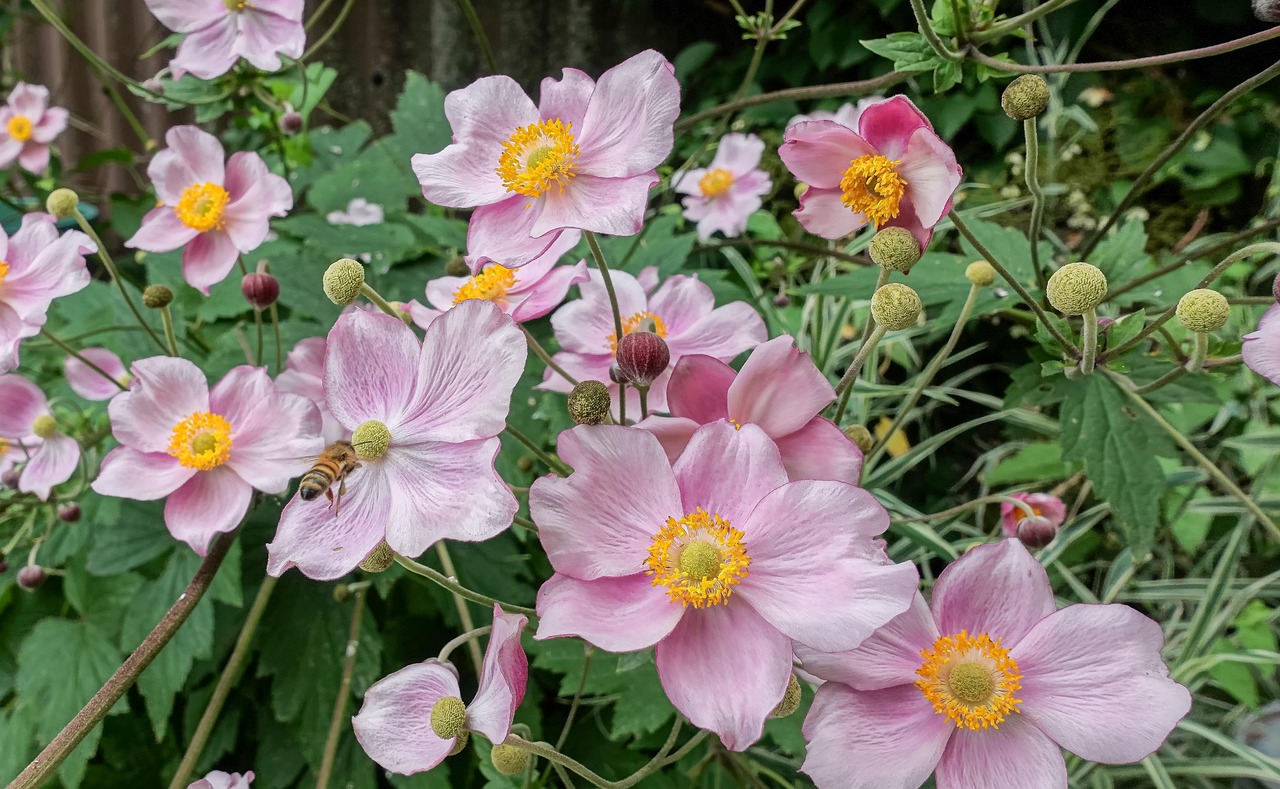 Anemone Herbstblumen, eine farbenfrohe Erscheinung im Garten