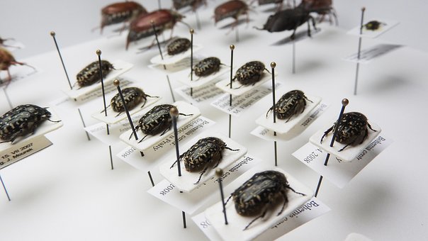 Plus de 20 images de Musee Insectes et de Insecte - Pixabay