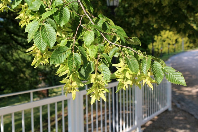 Hornbeam Tree Branch The Leaves Of - Free photo on Pixabay - Pixabay