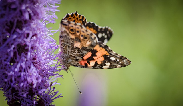 Free Butterfly Nature photo and picture