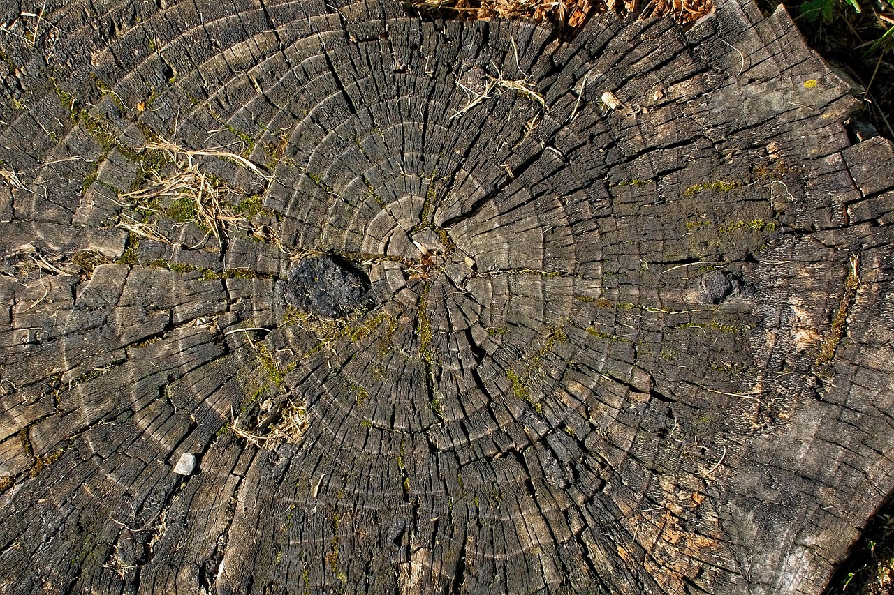 树 对接 日志 - Pixabay上的免费照片 - Pixabay