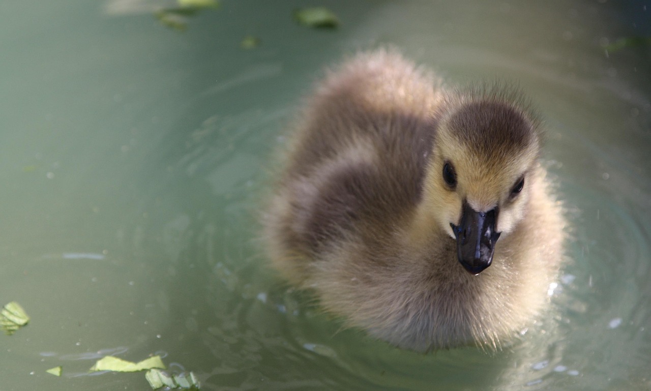 Baby Canada Goose Goslings Free photo on Pixabay Pixabay
