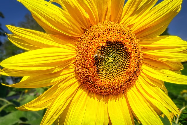 Sunflower Bee Yellow - Free photo on Pixabay - Pixabay