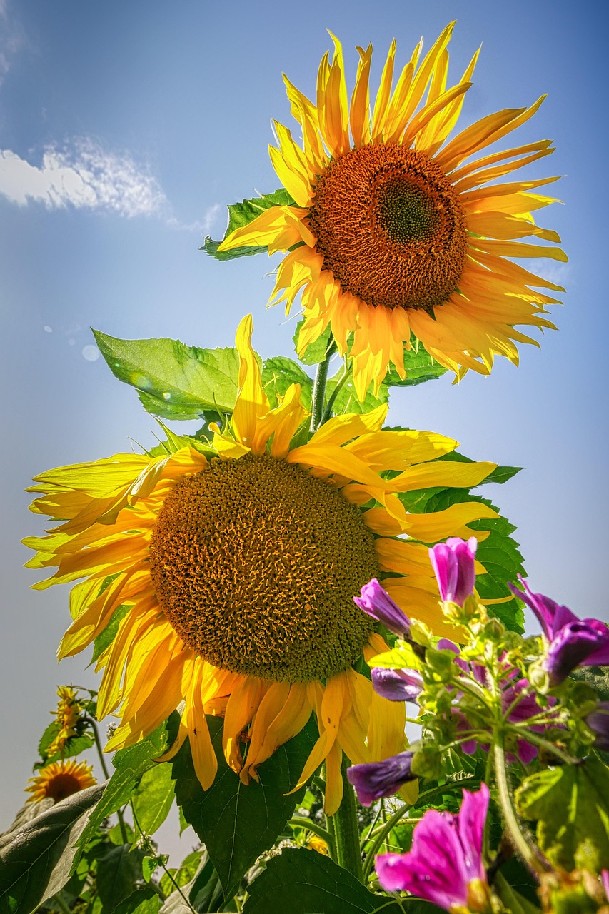 Sunflower Yellow Flower - Free photo on Pixabay - Pixabay