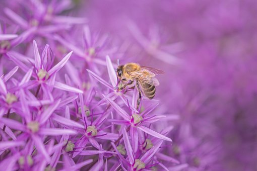 Free Bee Insect photo and picture