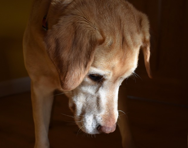 Free Dog Labrador photo and picture