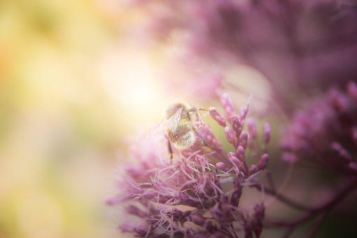 Free Bumblebee Nature photo and picture