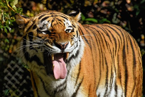 580 Koleksi Gambar Harimau Paling Keren HD