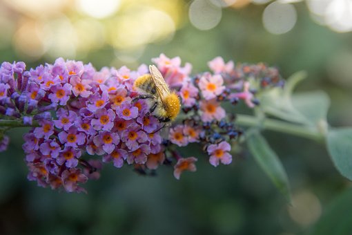 Free Bumblebee Flower photo and picture