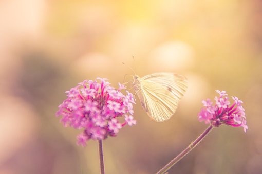 Free Flower Yellow photo and picture