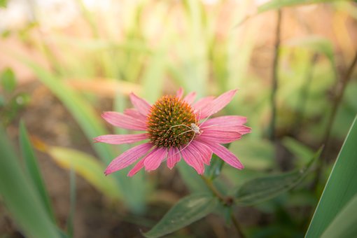 Free Coneflower Spider photo and picture