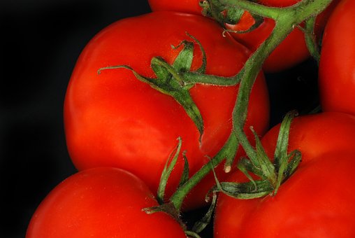 Tomates, Videira, Comida, Tomate