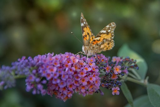 Free Butterfly Flower photo and picture