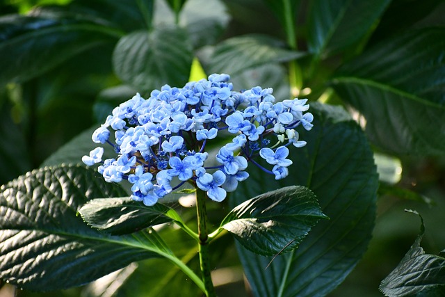 Azul, Flores Bonitas