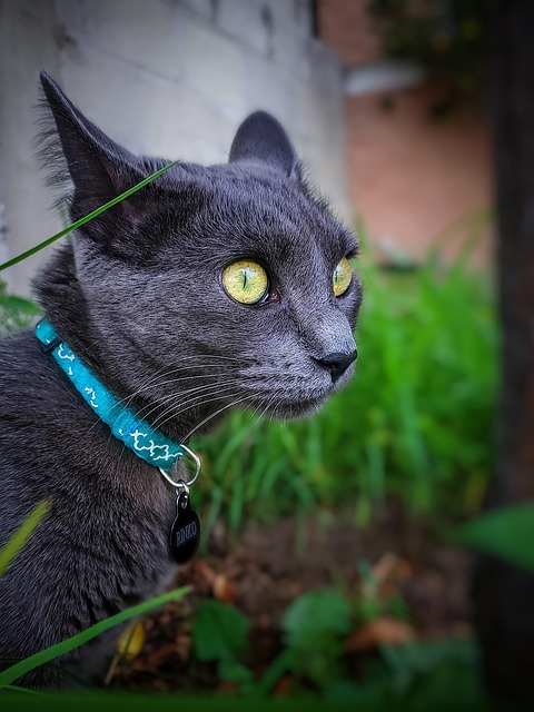Free Cat Animal photo and picture