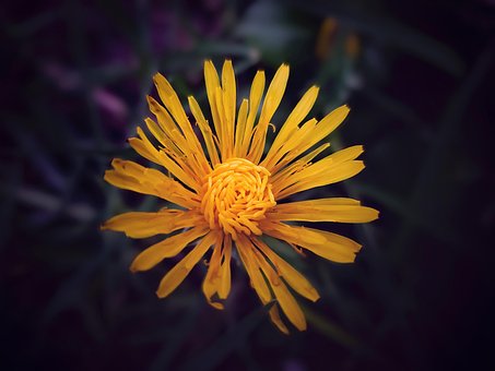 Free Daisy Flower photo and picture