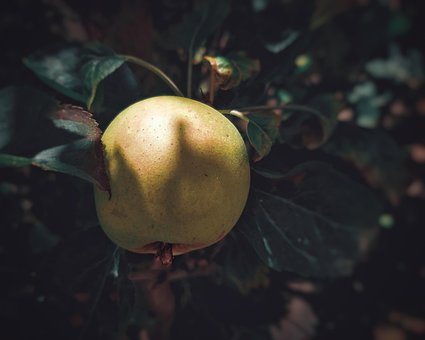 Free Apple Fruit photo and picture