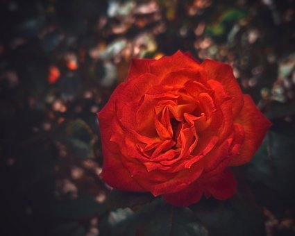 Free Rose Flower photo and picture