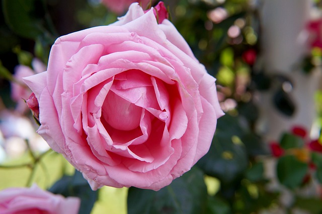 Free Rose Pink photo and picture