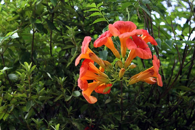 campsis, red flower, trumpet, trumpet vine, super coal power station phone, stans flower, trumpet vine, trumpet vine, trumpet vine, trumpet vine, trumpet vine