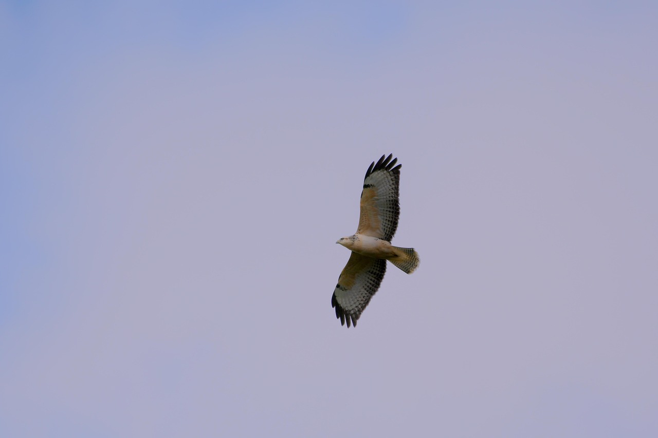 Ormvråk Rovfågel Flygande - Gratis foto på Pixabay - Pixabay