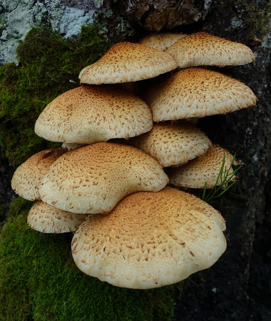 Free Mushrooms Nature photo and picture