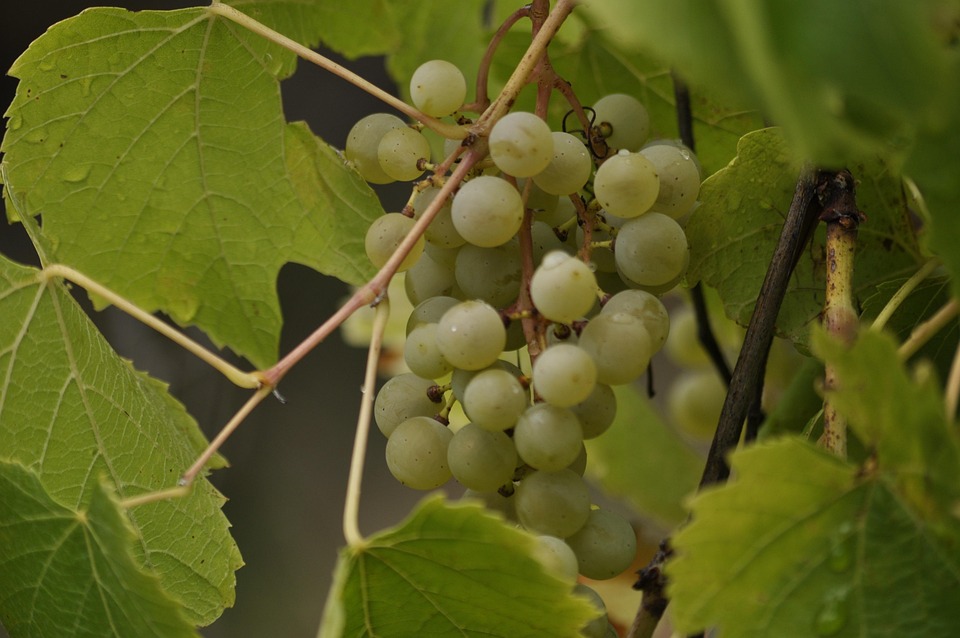 Grapes Green Fruit - Free photo on Pixabay - Pixabay