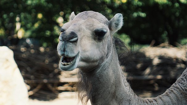 Grădină Zoologică, Natura, Animale